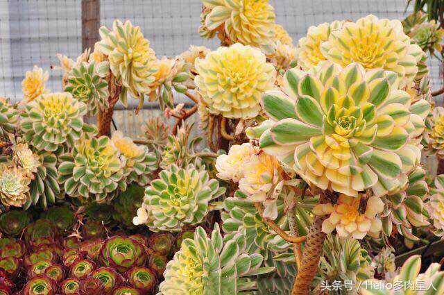 遇到多肉是我的幸运,我所遇见的多肉