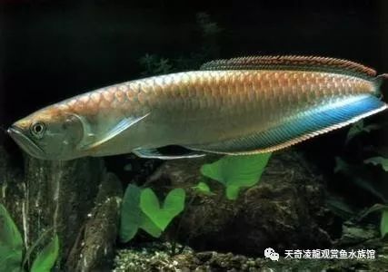 银龙鱼有病怎么治疗,银龙厌食怎么处理