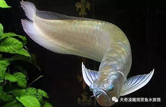 银龙鱼有病怎么治疗,银龙厌食怎么处理