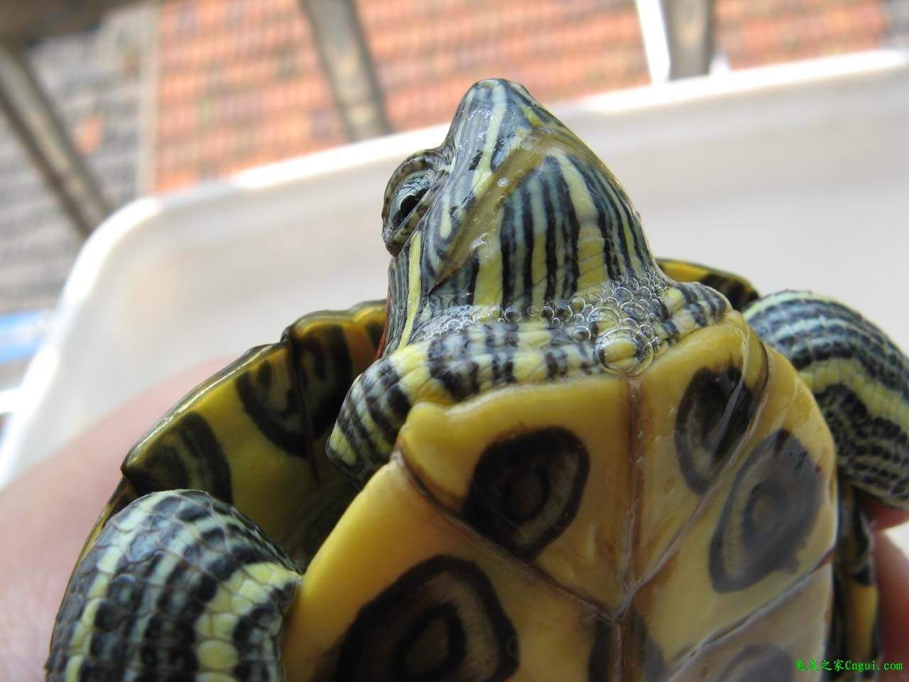 治疗乌龟肺炎的中药配方,绿水可以治疗乌龟肺炎吗