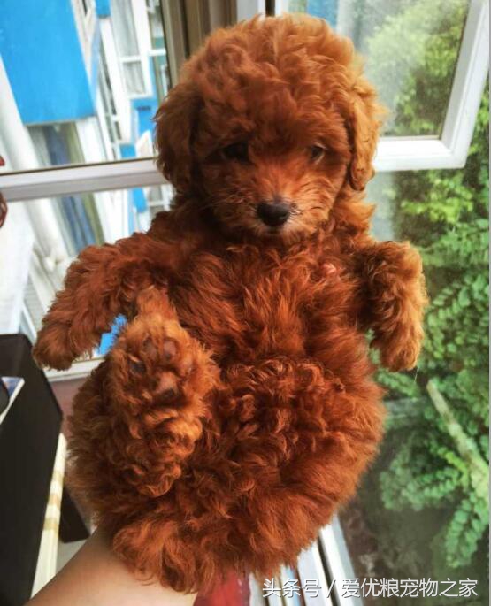 小泰迪刚买回来拉稀怎么回事,买的小泰迪到家一直睡觉