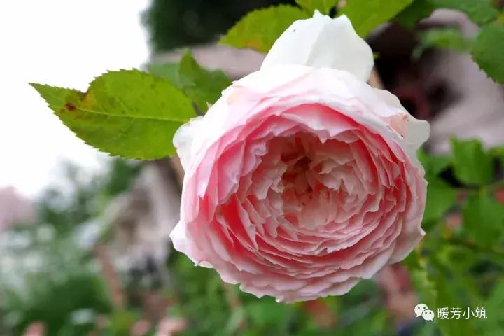 什么？你说欧月中还有日本月季？