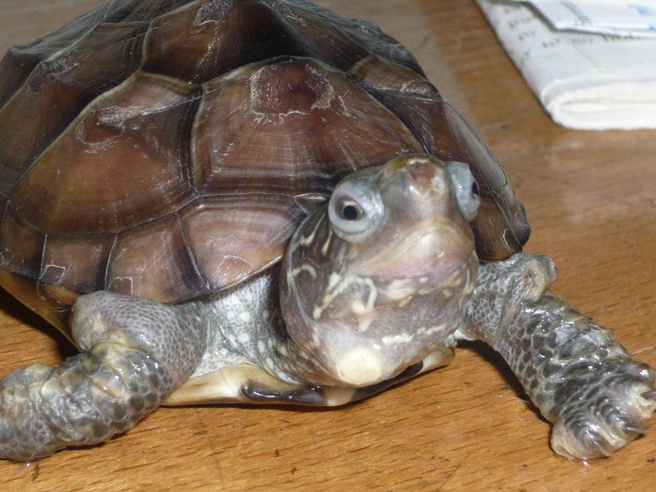 治疗乌龟肺炎的中药配方,绿水可以治疗乌龟肺炎吗