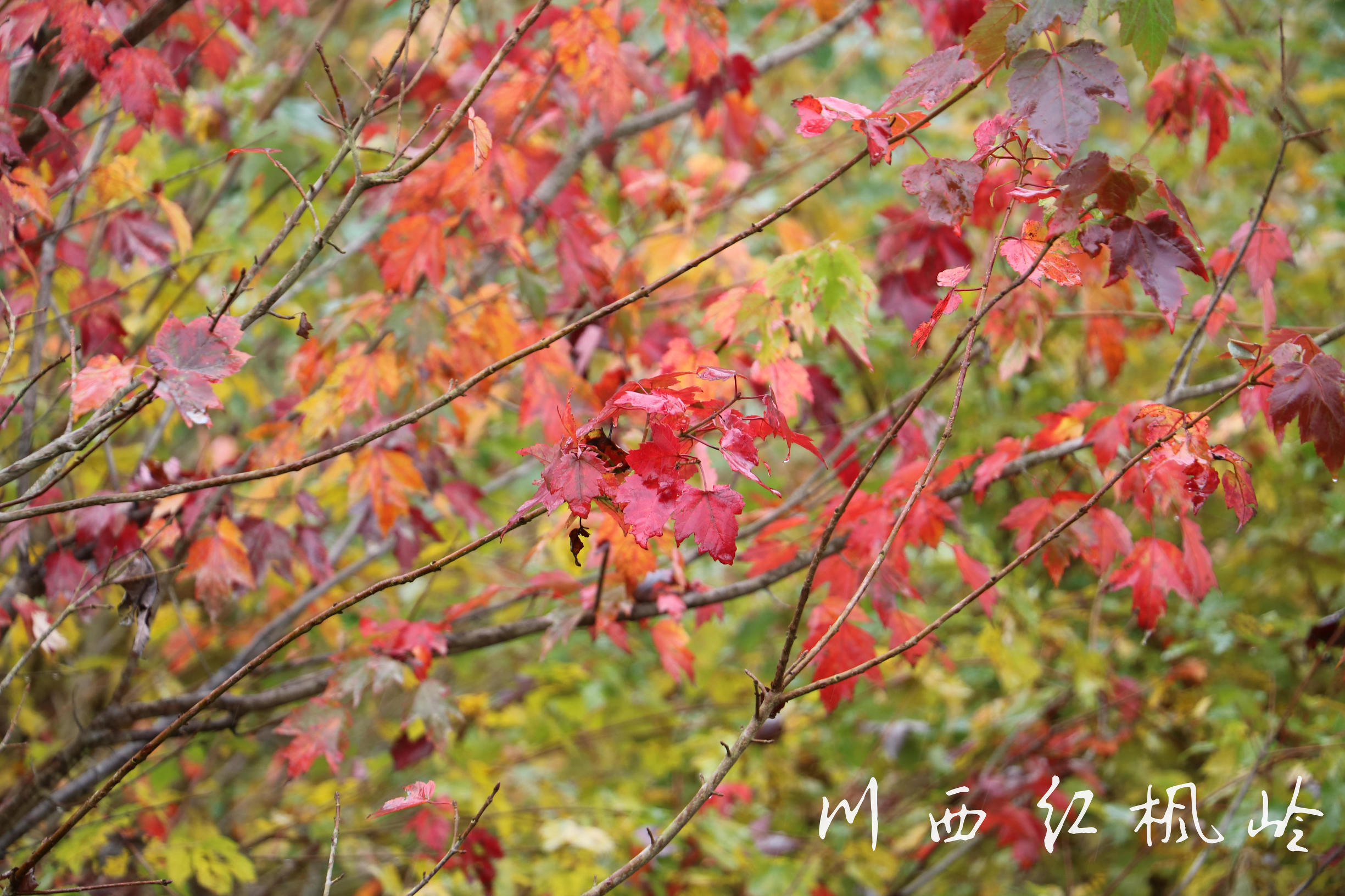 德阳红枫岭旅游,德阳市什邡市红枫岭景区