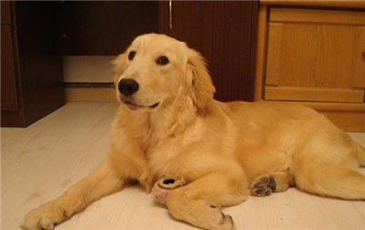 三个月的金毛吃什么食物,金毛幼犬饮食