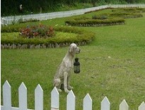 高级又豪华却便宜的宠物,精致生活的宠物