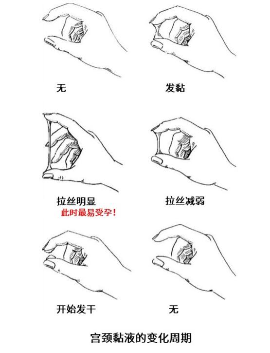 如何计算排卵期避孕成功率,排卵期受精受孕概率