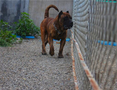 加纳利不看家是怎么回事,加纳利犬不裁耳能立起来吗