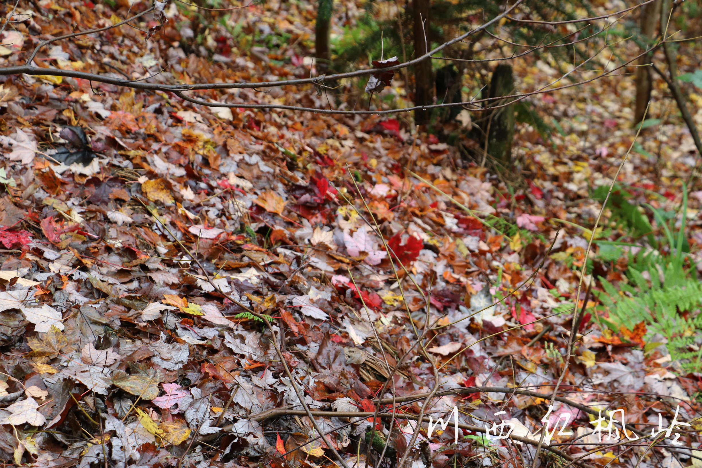 德阳红枫岭旅游,德阳市什邡市红枫岭景区