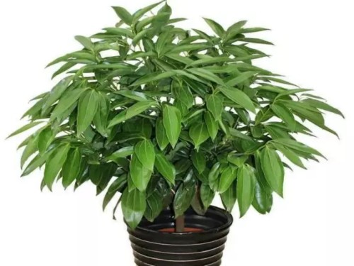 盆栽平安树黄叶怎么回事,平安树叶子下垂干枯掉落怎么办