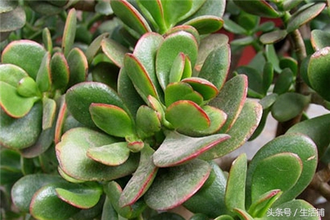景天科1000种多肉植物图鉴,常见的景天科多肉植物的名称