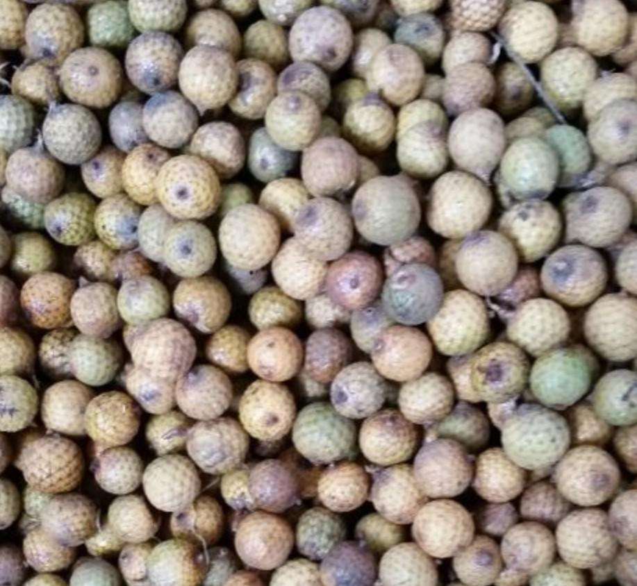 云南星月菩提产地是哪里,星月菩提哪里的产地最好