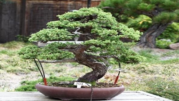 盆景制作教学入门教程,盆景入门必看盆景蟠扎技巧