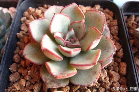 景天科1000种多肉植物图鉴,常见的景天科多肉植物的名称