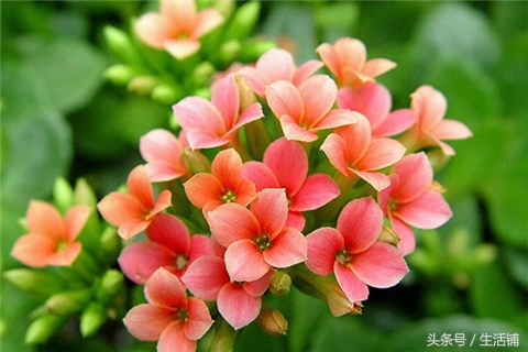 景天科1000种多肉植物图鉴,常见的景天科多肉植物的名称