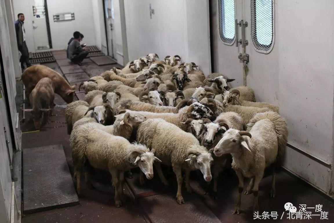 鹿晗泥坑,鹿晗在泥坑里