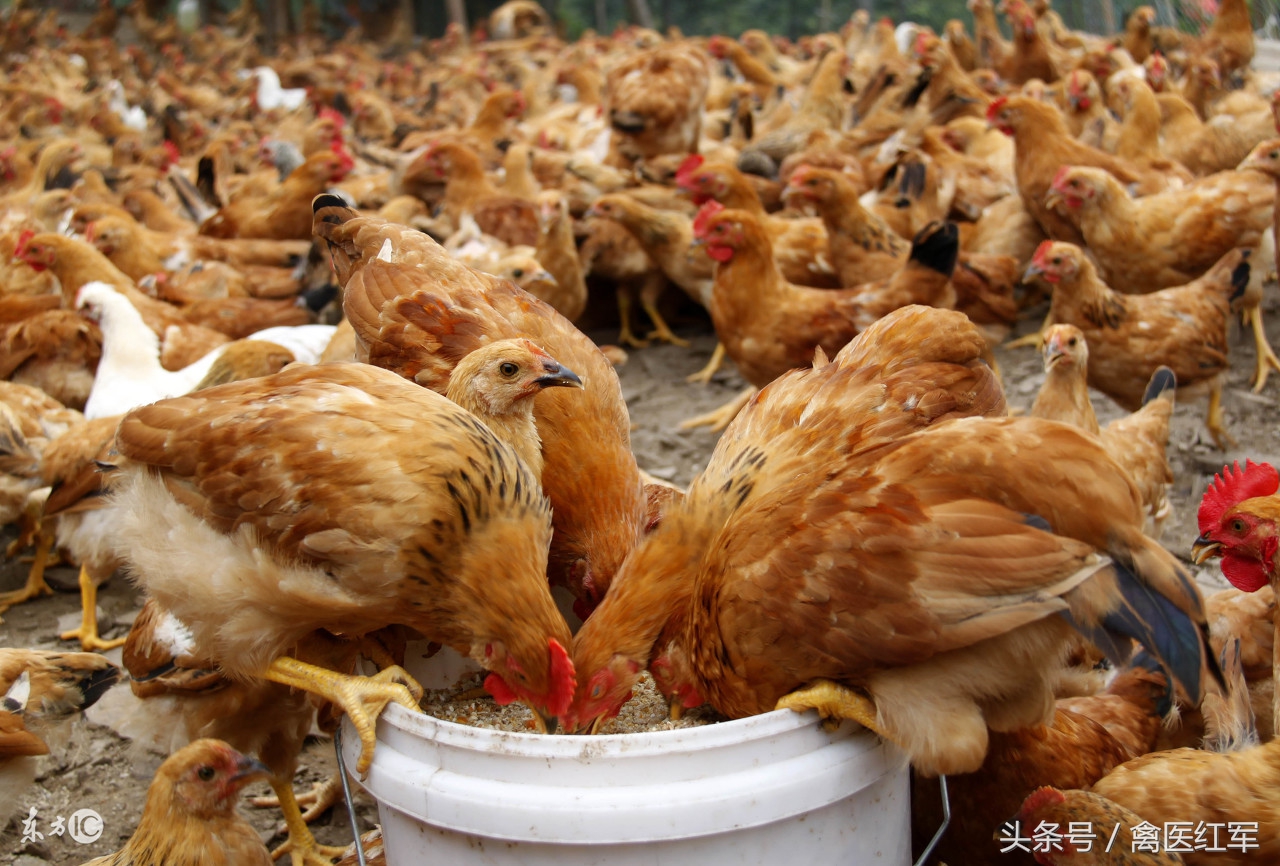 如何消除鸡啄肛,治鸡啄癖方法