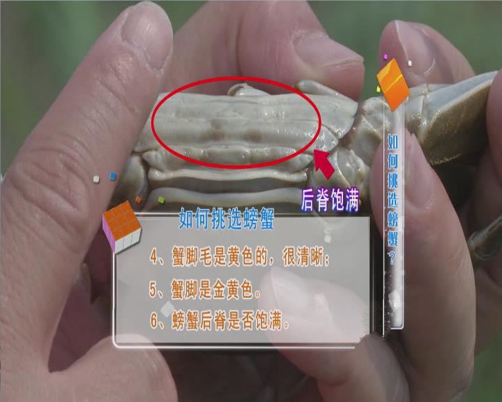 大闸蟹要用什么东西绑比较好,大闸蟹的正确绑法