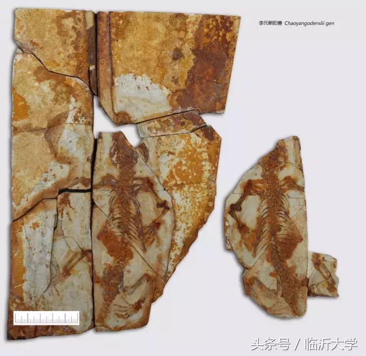 恐龙来了！上万元门票同时砸中幸运的你！