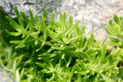 景天科1000种多肉植物图鉴,常见的景天科多肉植物的名称