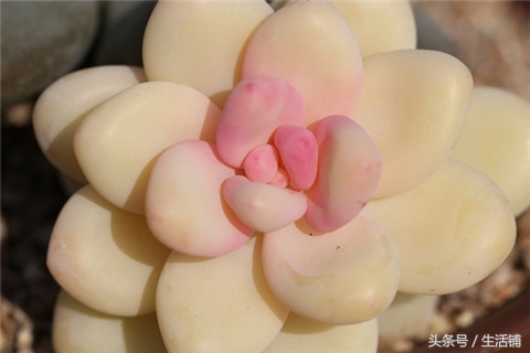 景天科1000种多肉植物图鉴,常见的景天科多肉植物的名称