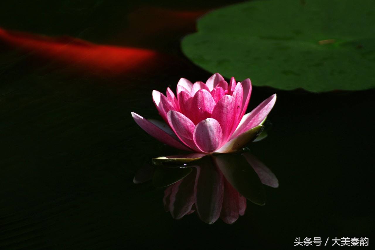 全国各地市花大全,各地市花是什么花