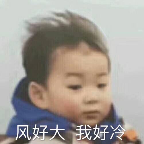 精致猫咪必备品有哪些种类,这几种猫咪养得起的都是土豪