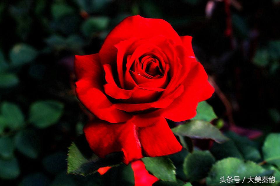 全国各地市花大全,各地市花是什么花