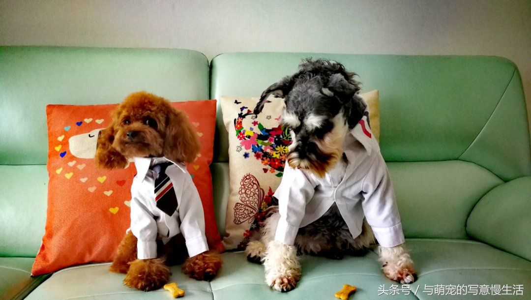 果太后的鸭梨官司——阿狼正传(三)