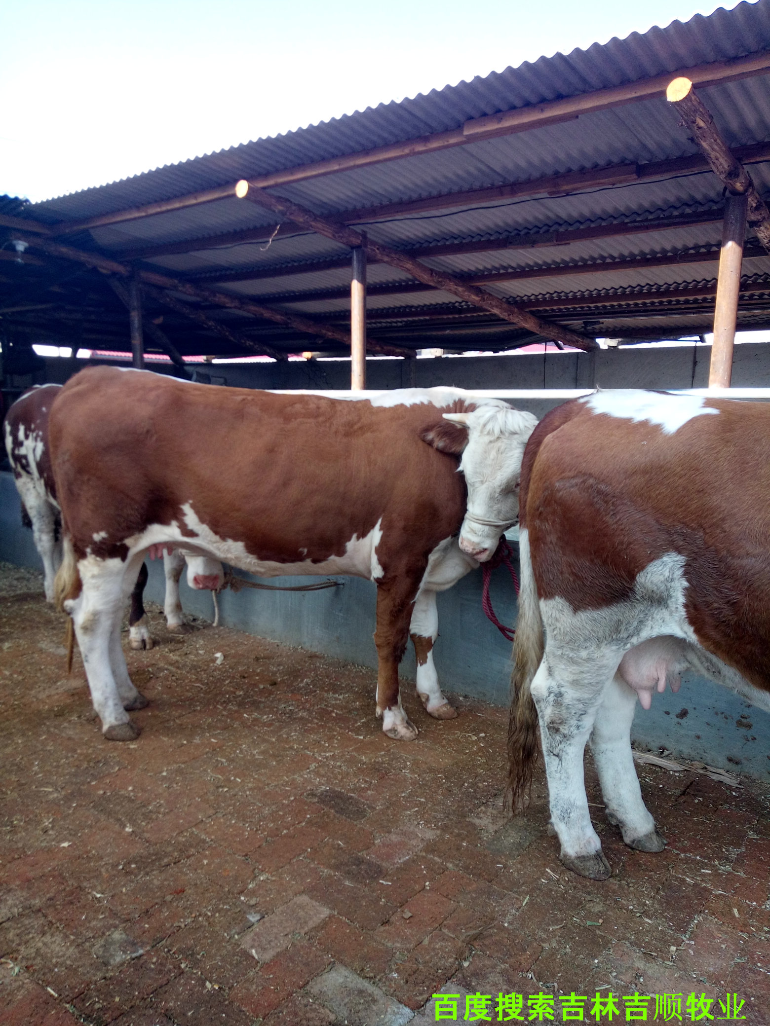 肉牛养殖过程中的疫病防控,肉牛常见病特征与防控知识集