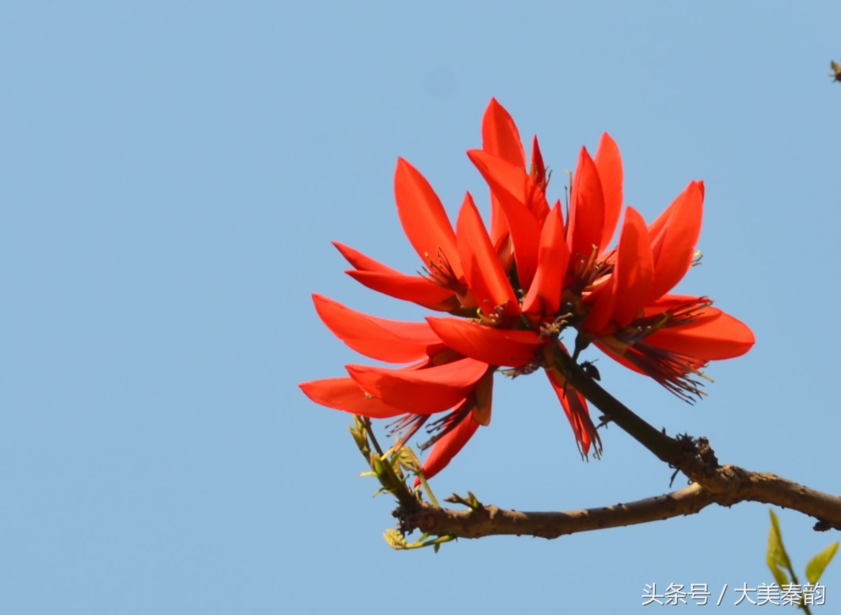 全国各地市花大全,各地市花是什么花