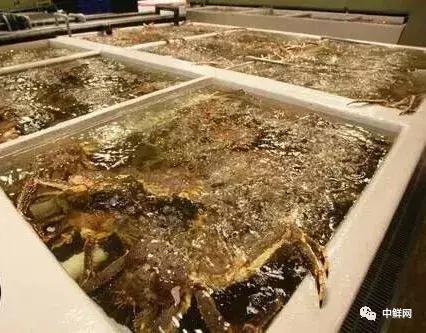 泉州超市水产招商,新鲜海鲜水产超市