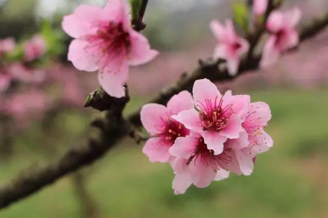 福利春季晒花大赛开始投票啦，价值万元好礼等你来拿！（后附石象湖门票中奖名单）