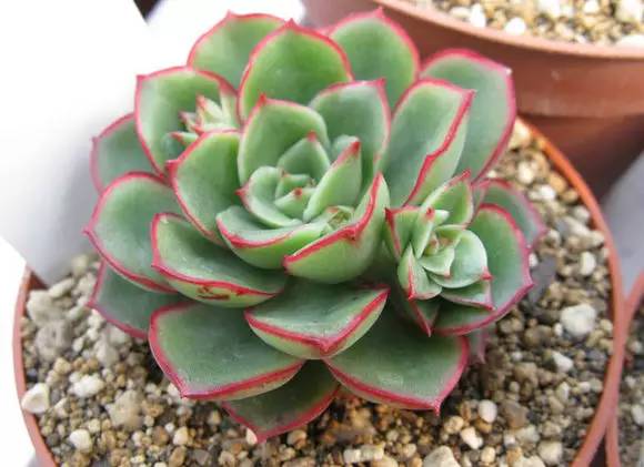 罗西玛种类,罗西玛多肉杂交品种