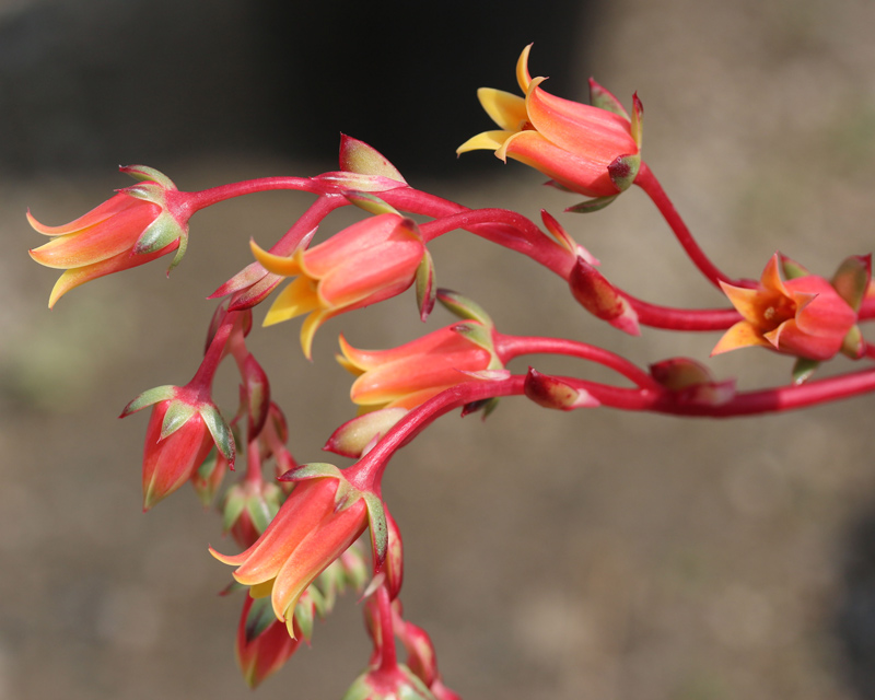 罗西玛种类,罗西玛多肉杂交品种