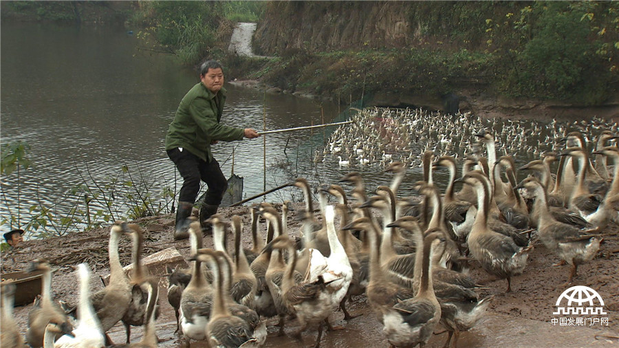 致富经发狗财,红嘴雁养殖致富经