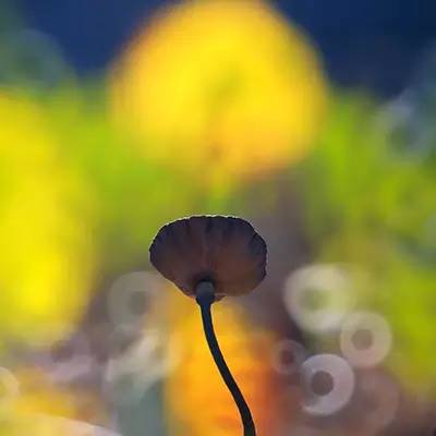 荷花依然淡淡香,走过四季荷花依然香下一句