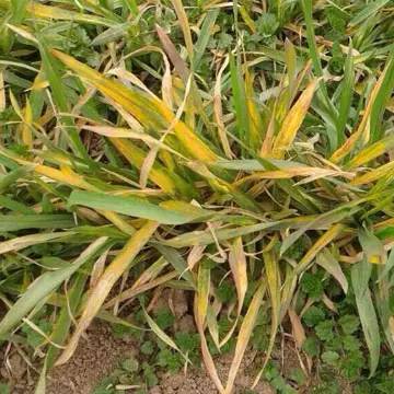 小麦黄叶病怎么治疗最好,甲霜恶霉灵能防小麦黄叶病害吗