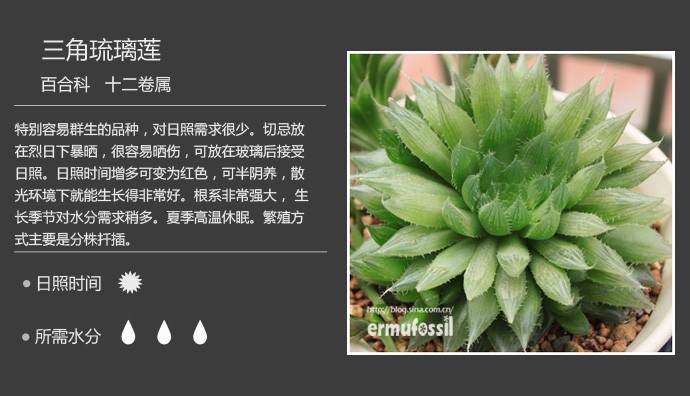 史上最全的多肉植物名字对照图，终于找齐了！