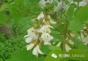 春季野菜采摘图解高清图片,春季野菜多种做法
