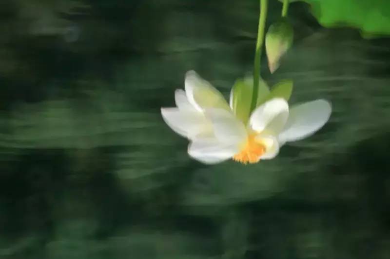 荷花依然淡淡香,走过四季荷花依然香下一句