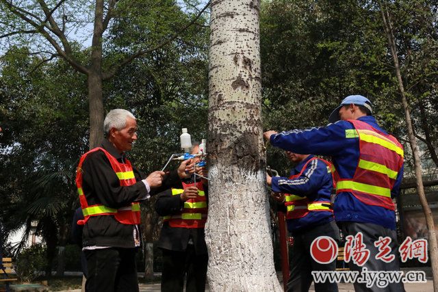 给柳树杨树打针,给杨树打避孕针