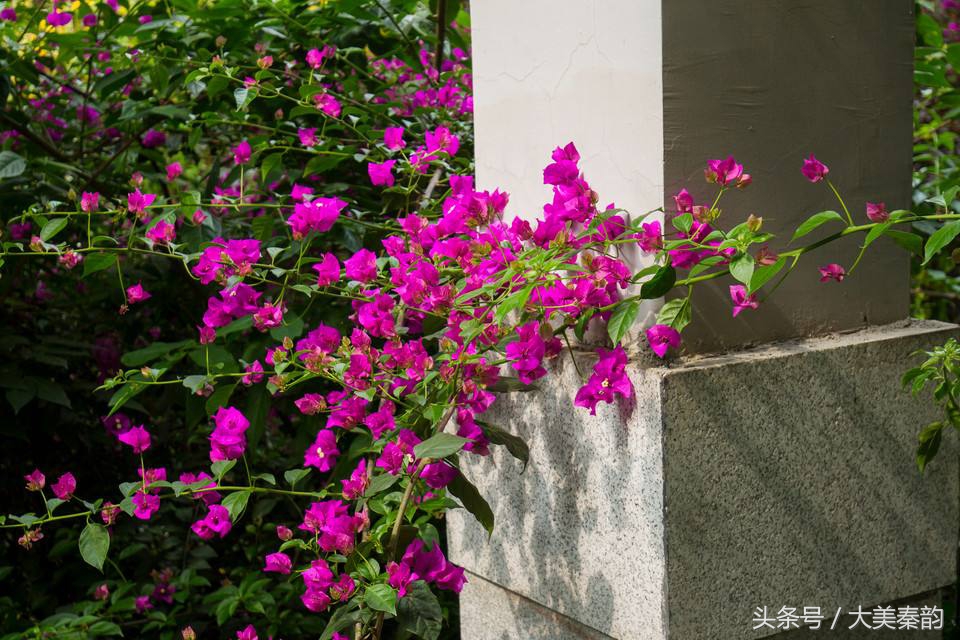 全国各地市花大全,各地市花是什么花