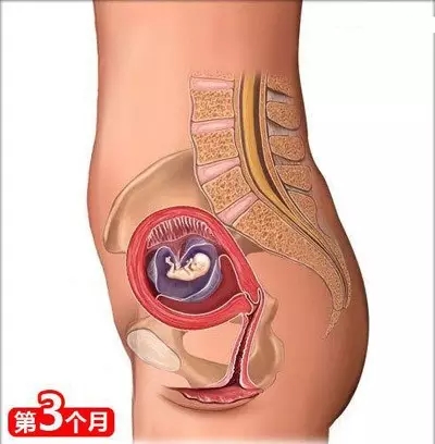 十月怀胎宝宝生长变化对比,怀胎十月宝宝每个月的不同变化