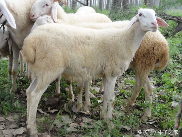 养羊的观念有哪些,养羊是为了什么