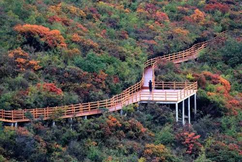 青天河靳家岭赏红叶攻略,上海青天河红叶最佳观赏时间
