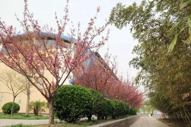 相约一起赏樱花,相约樱花园美景图片