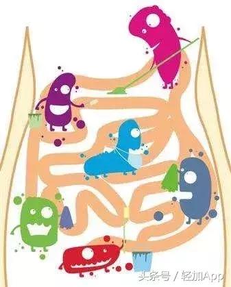 乳酸菌饮料可以减脂,开胃乳酸菌饮品