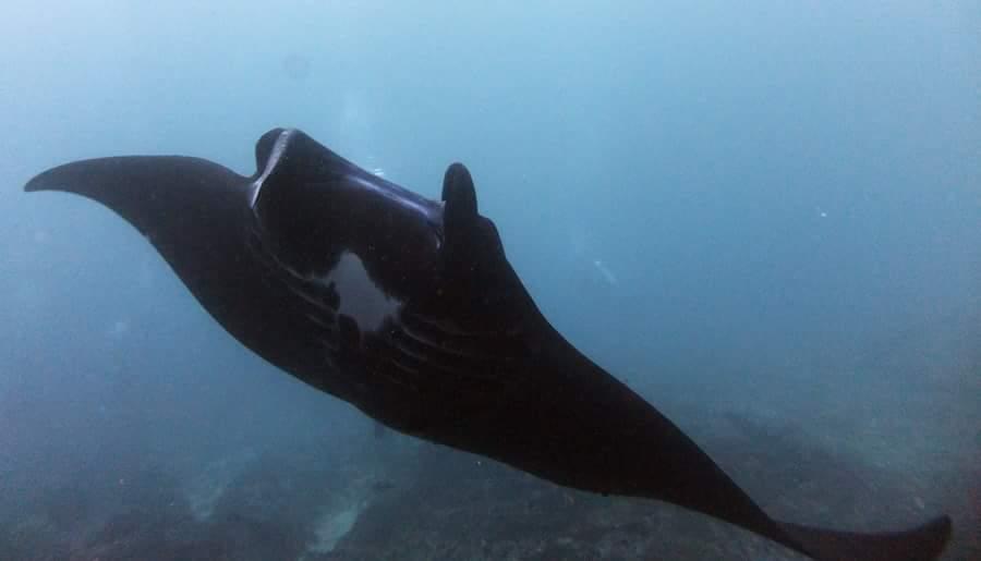 普吉岛7月潜水,泰国普吉岛潜水怎么样拍照好看