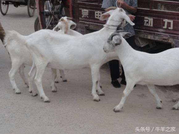 养羊的观念有哪些,养羊是为了什么